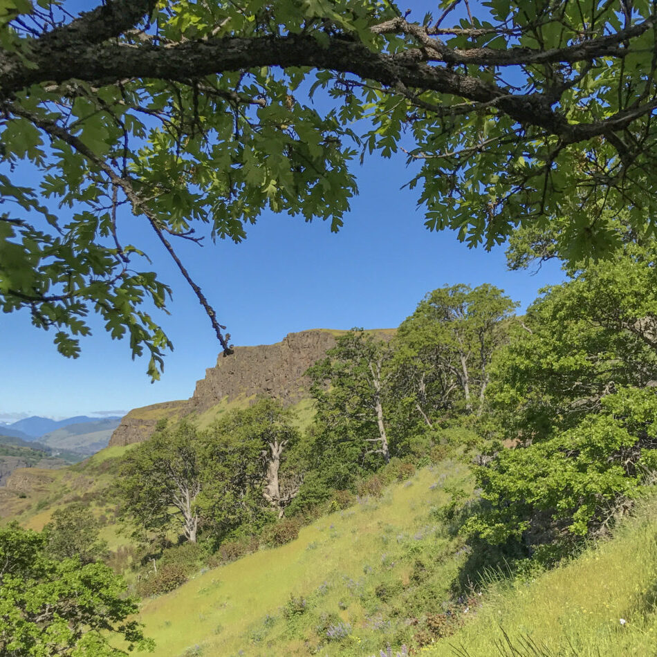 Oak Grove<br>A. Davey © Creative Commons