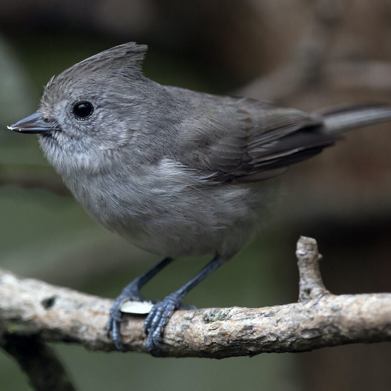 Oak Titmouse <br>Doug Greenberg © Creative Commons