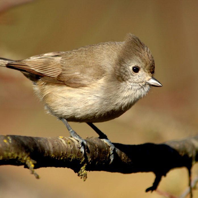 Oak Titmouse<br>© Joseph Oliver, Oregon Department of Fish and Wildlife