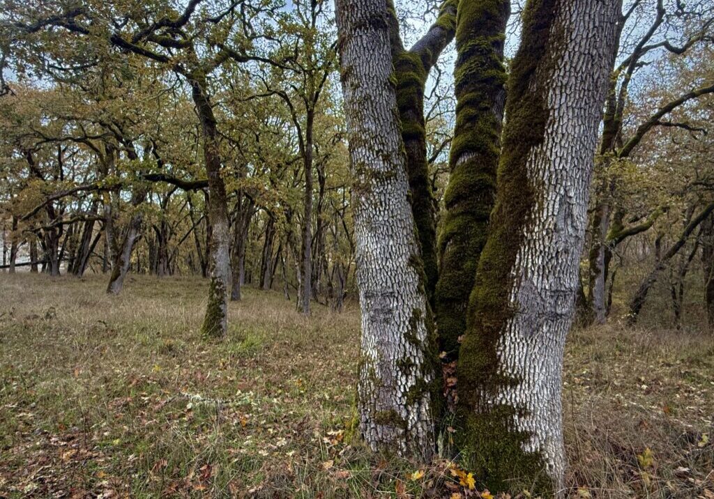 Oak-Woodland_North-Bank_Eric-Stauder