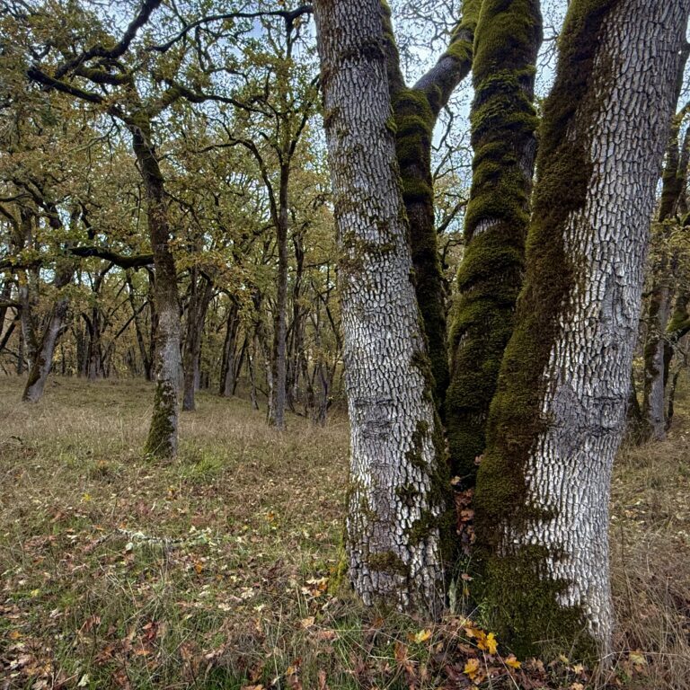 Oak-Woodland_North-Bank_Eric-Stauder