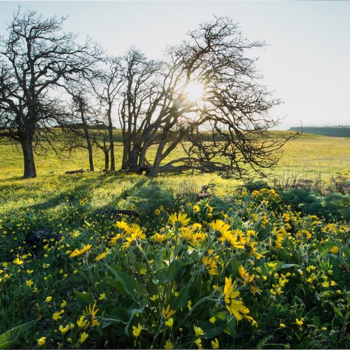 Oaks Four Sisters