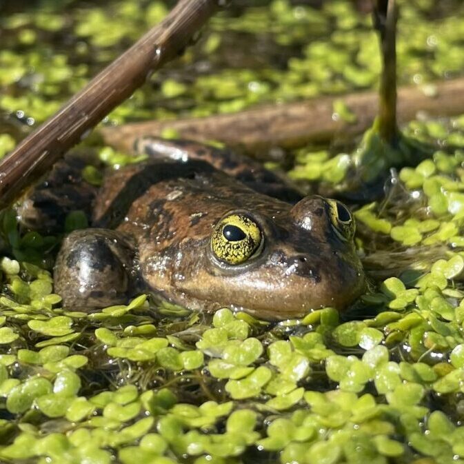 A frog at the waters surface, close up
