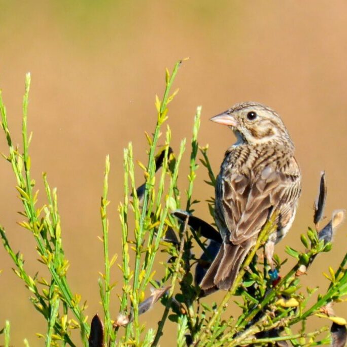 Oregon Vesper Sparrow<br>© Karla Kelly