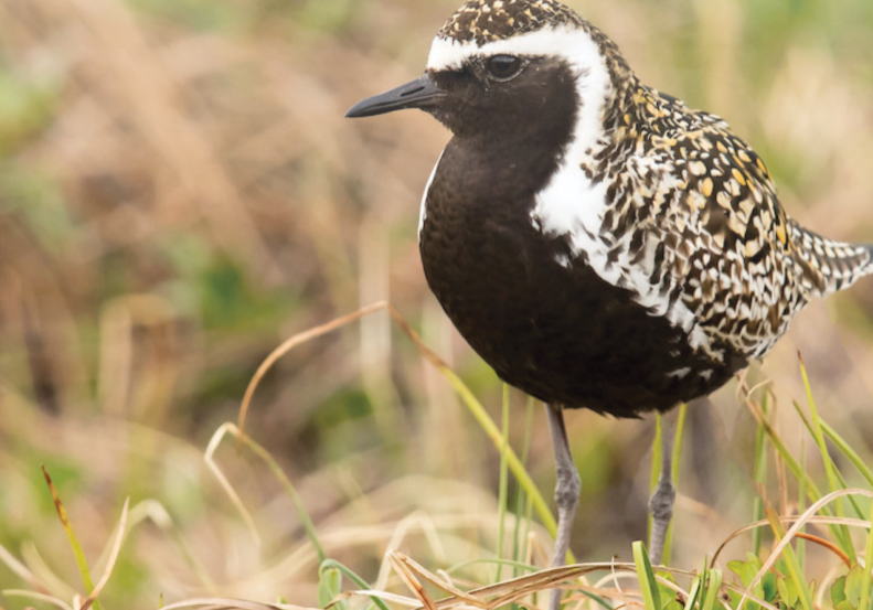 Pacific Birds 2024-2025 Report COVER image