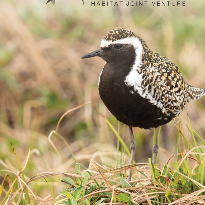 Pacific Birds 2024-2025 Report COVER image