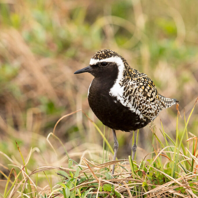 Pacific Golden-Plover in  breeding plumage.<br>Mick Thompson © Creative Commons
