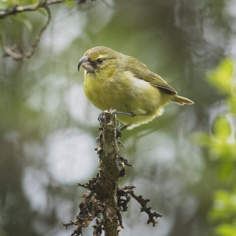 Kiwikiu<br>Zach Pezzillo/Maui Forest Bird Recovery Project. 