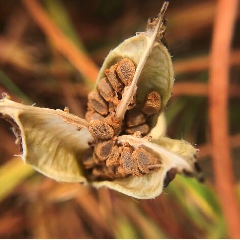 Oregon iris pod revealing seeds ready for harvest in June 2020.<br>©  Institute for Applied Ecology. 