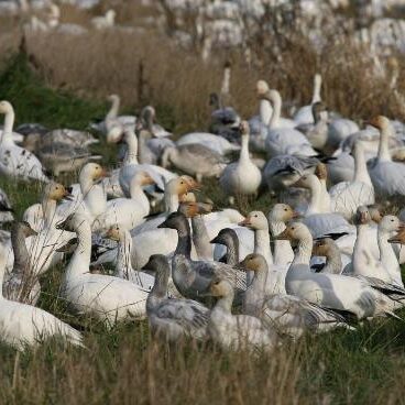 Snow Geese with orange facial stains. Photo: Dr. Sean Boyd