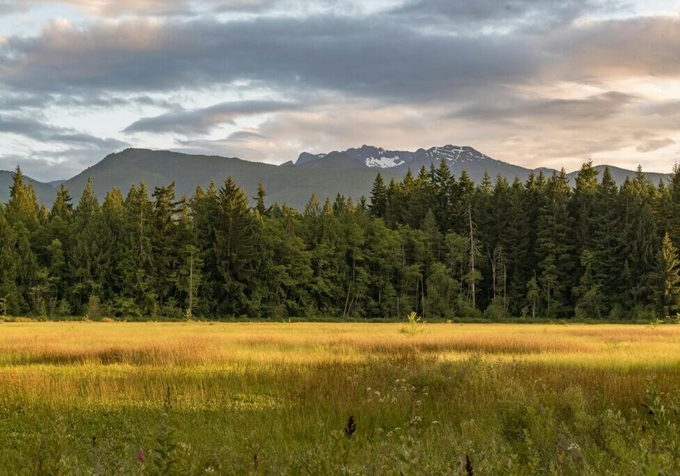 Photo of Hamilton Marsh by Regional District of Nanaimo