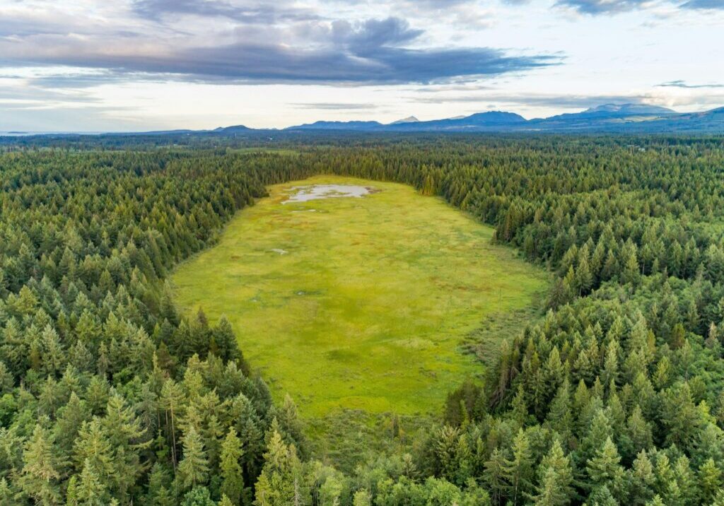 Hamilton Marsh (Credit: Mount Arrowsmith Biosphere Region Research Institute)
