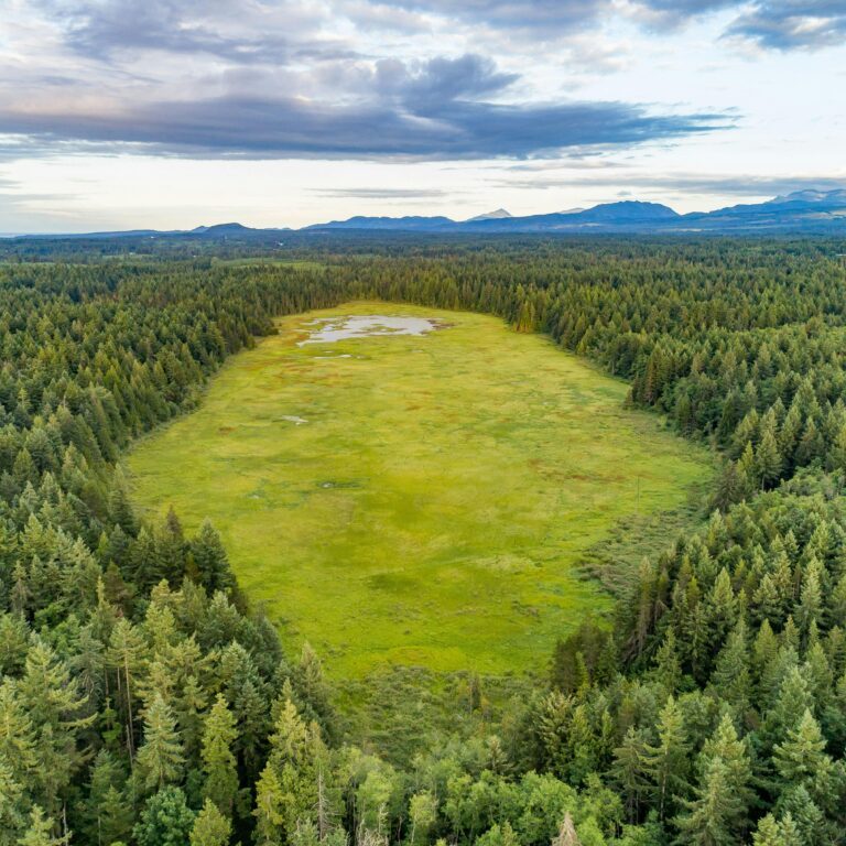 Hamilton Marsh (Credit: Mount Arrowsmith Biosphere Region Research Institute)