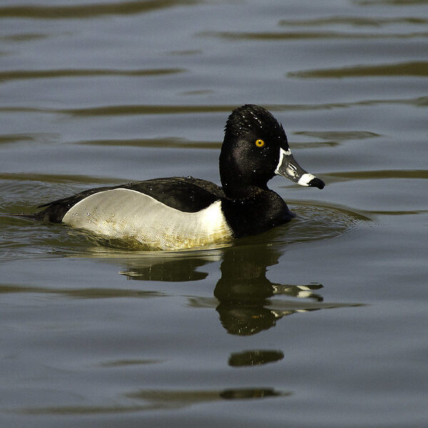 The Ring-neck Duck, found in a large portion of the Pacific Birds region, is a NAWCA priority species. <br>Rick Leche Photography © Creative Commons