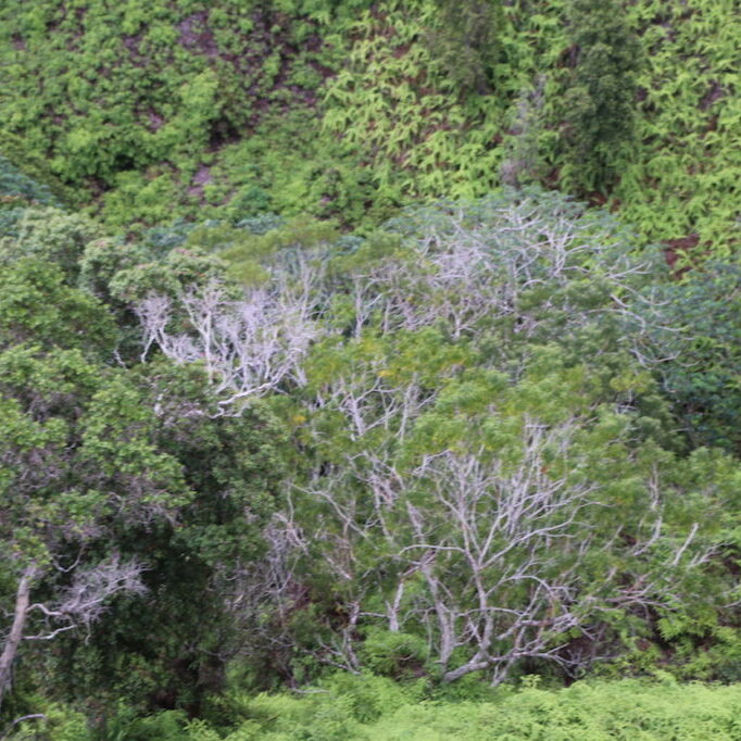 Rapid ʻŌhiʻa Death has devasted forests on the island of Hawaiʻi and is now detected on two additional islands.
<br>Dan Dennison, State of Hawaiʻi