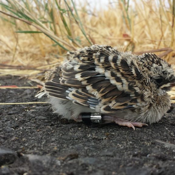 Streaked Horned Lark fledgling© Adrian Wolf