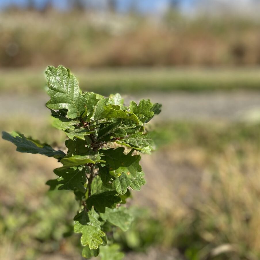 An Oregon white oak seedling