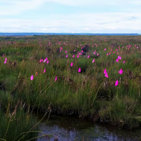 Spartina plants marked for removal. <br> Tim Fitzgerald, Duck Unlimited Canada