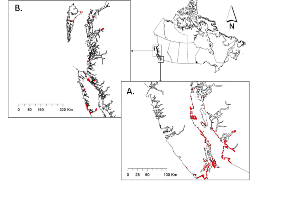From the paper: Map of the British Columbia Coastal Waterbird Survey (BCCWS) study area in British Columbia, Canada. The study area was divided into two district regions: the inner coastal waters of the Salish Sea (A), and the outer costal waters of the Pacific Ocean (B). Red dots denote the location of survey routes used to collect standardized counts of waterbirds from 1999–2019.
