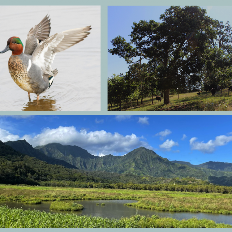 Green-winged Teal / © Barry Troutman<br>Oaks and Working Lands / Monica Iglecia, Pacific Birds<br>Hanalei National Wildlife Refuge / Helen Raine, Pacific Birds
