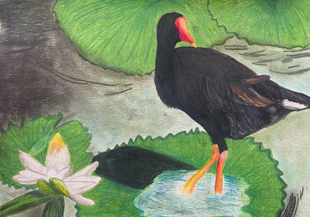Art by Sophia Benton, Chiefess Makahelei Middle School, a drawing of a alae ula on a lilypad