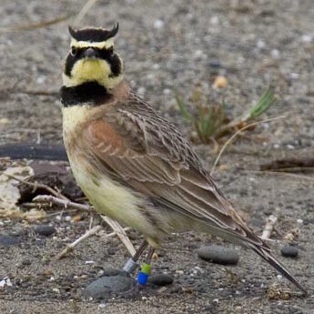 Streaked Horned Lark