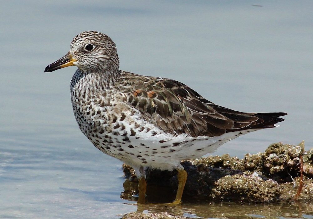 The revised plan has a new Stewardship section – to qualify, half of the population of a species must be found in Alaska at some point during its annual cycle.<br>Surfbird, Tom Benson © Creative Commons