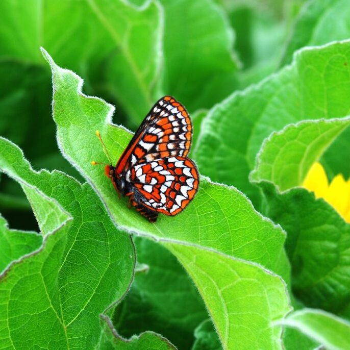 Checkerspot