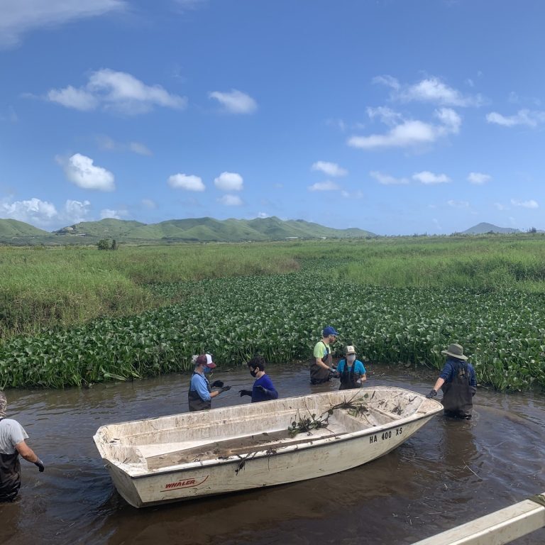 Removing or managing invasive, non-native plants–along with reintroducing native species–is key to successful waterbird management.<br>Photo courtesy of Hawaiʻi Department of Land and Natural Resources