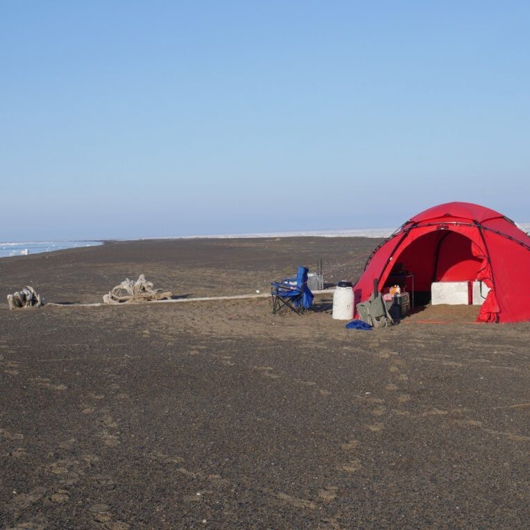 WCS field camp