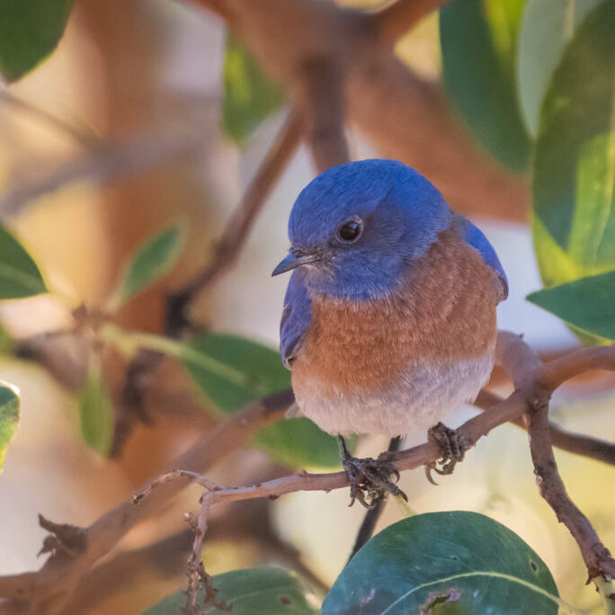 Western Bluebird<br>Becky Matsubara © Creative Commons