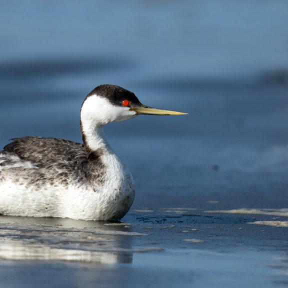 Western Grebe is one of the 12 species that showed declines in the Salish Sea over the past 20 years.<br>Mick Thompson © Creative Commons