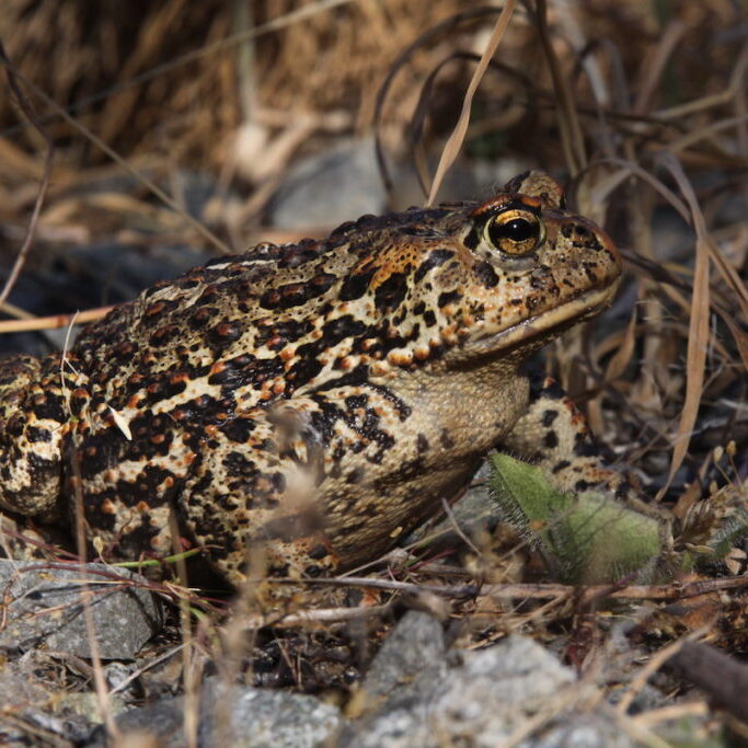 The Dugualla Bay Preserve supports multiple estuarine and freshwater species, including this Western Toad. <br>Ron Newberry