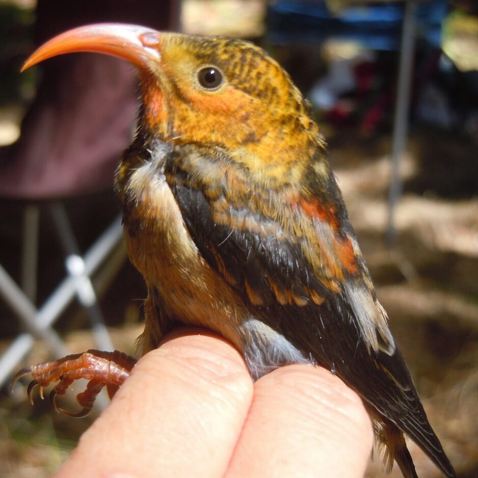 Young i'iwi Noah Kahn USFWS
