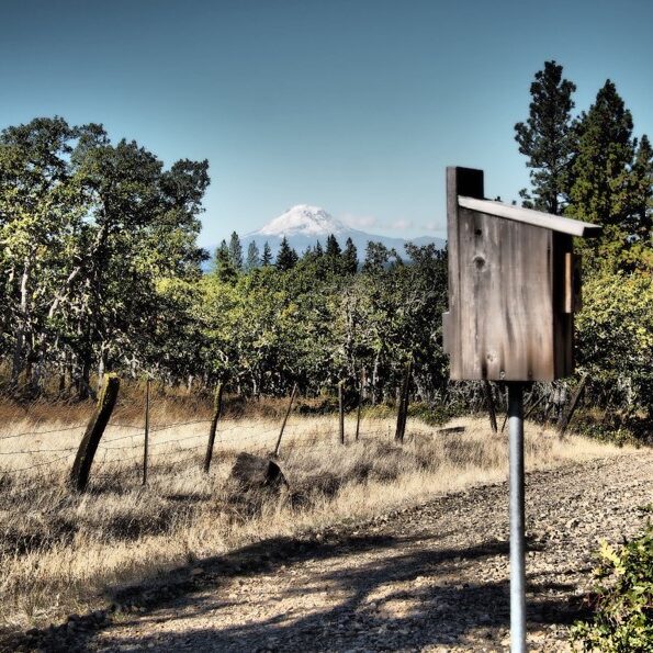 A Western Bluebird nest box on Bluebird Lane