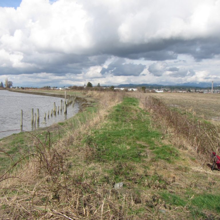 Dike removal helped restore natural ecosystem functions in this coastal wetlands project. Photo Washington State Department of Ecology