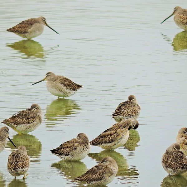 Sandpipers in George C. Reifel Migratory Bird Sanctuary. 
Credit: Mike W., CC BY-SA 2.0