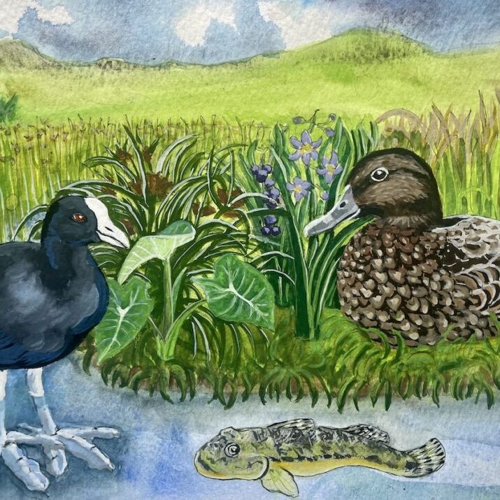 A natural wetland in Hawaiʻi, with koloa maoli and 'alae ke'oke'o.<br>© T. Wolfe