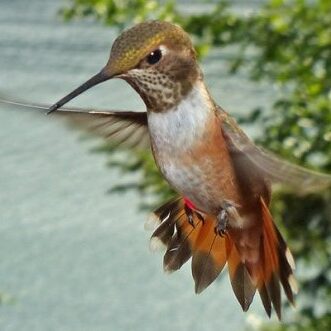 rufous hummingbird aggressive display
